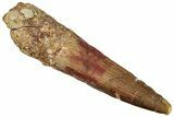 Bargain, Fossil Spinosaurus Tooth - Real Dinosaur Tooth #258977-1